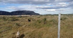 SE VENDE HUERTO DE MEDIA HECTÁREA , EN CAMINO 1, EN PUERTO NATALES